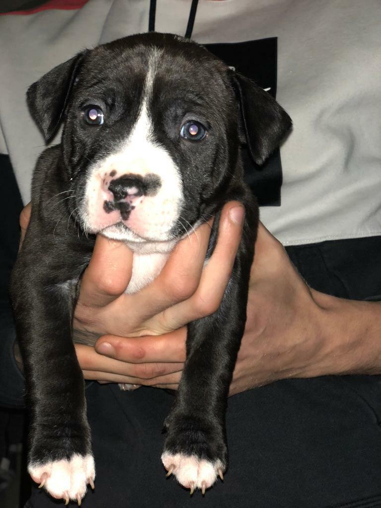 gumtree american bully